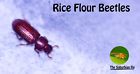7426935466736 The Suburbian Fly Flour Beetle Starter Culture