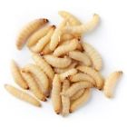 753473777343 Live Food Waxworms For