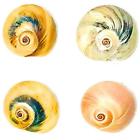 7739025127135 Hermit Crab Shells Pack Small 7739025127135 Hermit Crab Shells Pack Small