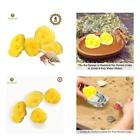 791043306692 Health Supplies Sea Sponges For Hermit Crabs Moisture