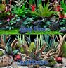Bgdd4-18 8.91e 11 Seaview Deep Dream Terrarium Background