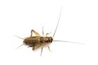 8500018240402 Live Crickets Count