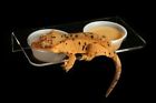 854732004542 Pangea Magnetic Gecko Ledge Acrylic