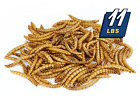 855297003483 Mealworms By The Pound Mbtp Bulk Dried Treats