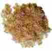 Jf00589 856106005896 Josh S Frogs Joshs Bulk Awesome Aspen Bedding 4.8 Cubic Feet 136 Liters