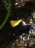 90gal Up Dart Frogs Set