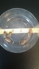 90smn Da Dubia Small Nymph Roaches Free Shipping See Note