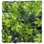 976111 Zoo Med Australian Maple Reptile Terrarium Plant 097612180145