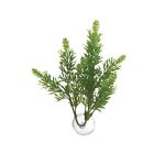 Azmbp24 976542 Zoo Med Laboratories Betta Plant Maple Leaf 088020815125