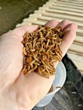 Mw004 Acres Of Asher Live Organic Mealworms - Feeder Insects