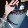All Living Things Ball Python Tank Snske