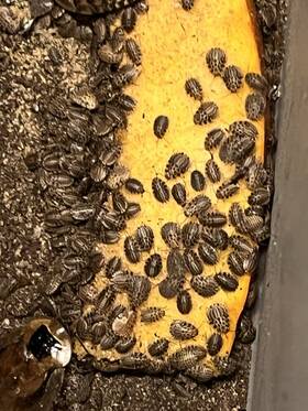 Sdr100 All Living Things 1000 Small Discoid Roaches - Free Overnight Shipping In Florida