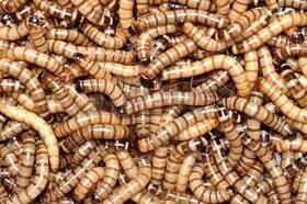 Animal Specialties Superworms 783178112019 100 - Brand Live Kingworms