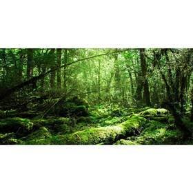 0.6x0.4nbk18562nam Awert 24x16 Inches Tropical Terrarium Background Rainforest Aquarium Backgrou