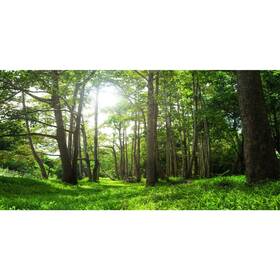 0.75x0.3nsw01484nam Awert 30x12 Inches Forest Terrarium Background Tropical Aquarium G