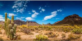 0.9x0.45nbk08776nam Awert 36x18 Inches Reptile Habitat Background Blue Sky Oasis Cactus Desert Terra