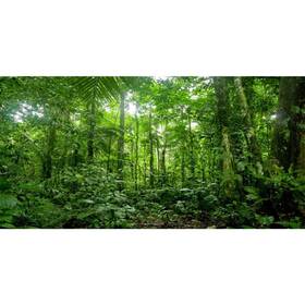 12x0.5nbk18525nam Awert 48x20 Inches Terrarium Background Tropical Aquarium Green Hu
