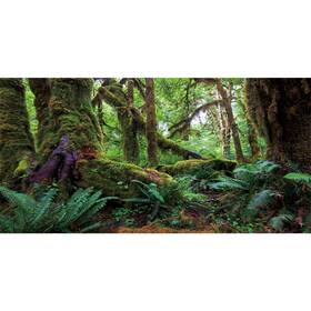 12x0.5nbk35418nam Awert 48x20 Inches Tropical Forest Terrarium Background Green Huge Tree Repti