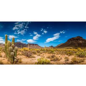12x0.6nbk08776nam Awert 48x24 Inches Reptile Habitat Background Blue Sky Oasis Cactus Desert Te
