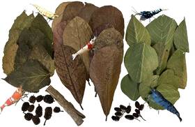Awesome Aquatic 850048453654 Shrimp Combo Kit 10 Each Catappa Mulberry And Dadap Leaves
