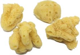 Awesome Industries 726084297609 Aquatic 4-pack Of Hermit Crab Sea Sponges Jumbo 4 Pk