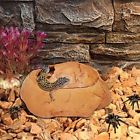 B071vw2wj7 4value Cave Snake Hideout 689003293406