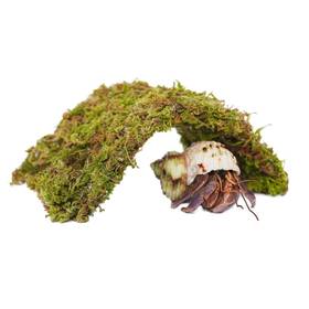 Begeterday 016392836486 Adjustable Hermit Crab Hideout Ideal Accessories For 10 Gallon He