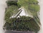 Bluebird Mountian Moss Live Organic Terrarium Vivarium Fairy Garden Frogs