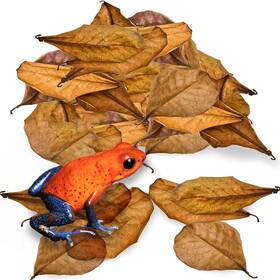 Mn-012 Brand Jor 60 Pack Dwarf Frog Leaf Litter Mini Indian Almond Leaves As Brown