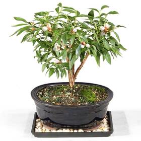 Dt0223bbt8 Brussels Bonsai Live Dwarf Blueberry Tree - Small 4 Years 6 To 8 Inch