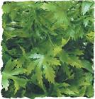 Bu36 Zoo Med Laboratories Natural Bush Plants Cannabis 097612180367
