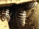 Bug Pets Zebra Isopods Armadillidium Maculatum Rollie Pollies Potato Live