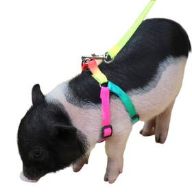 Cacovedo 447545048557 Mini Pig Adjustable Harness Leash For Hog Piggy And Other Small Animals -ferr