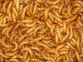 .com 445040347310 100 Count Mealworms Live Fishing Bait And Pet Feeder