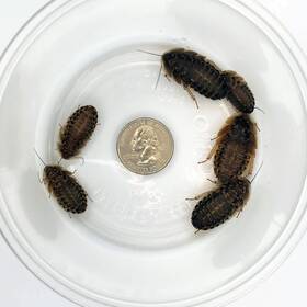 .com 744110060171 Dubia Roaches 100 Large