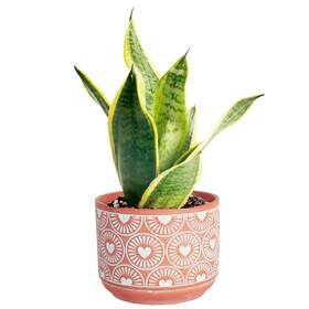 Costa Farms 022532712350 Live Indoor Snake Plant Easy To Grow Mother In Laws Tongue Sans