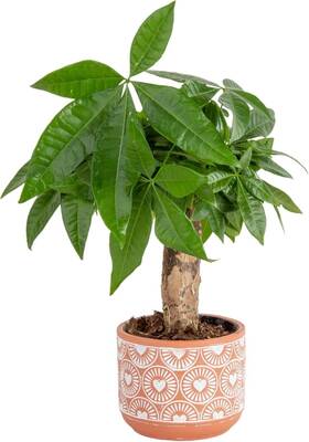 Co.38pach.13.cer Costa Farms Money Tree Small Easy To Grow Live Indoor Plant Houseplant