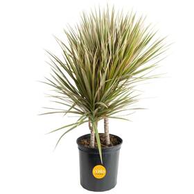 Co.ma10.13.gp.v2 Costa Farms Dracaena Marginata Magenta Madagascar Dragon Tree Live Indoor Pla