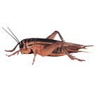 Ba000053171 Cra1 Timberline Live Crickets Acheta