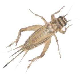 071009 Cricketsandmore Live Crickets Feeders Various Sizes Acheta Domesticus