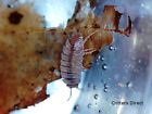 Critters Direct Live Isopods Dwarf Purple From Springtails