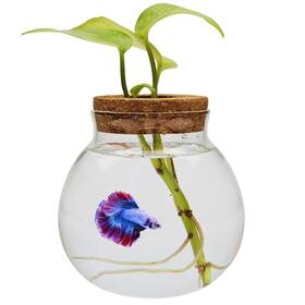 Fb-rm-01 Cusnestal Small Betta Fish Tank Glass Bowls For Goldfish Aquaponic Fis