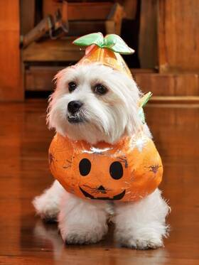 Daddys New Fishing Buddy 085353747963 Weird Pumpkin Costumes Dogs And Cats Cosplay Funny Halloween Dog Clo