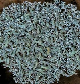 Dart Frog Connection 810034582287 Proisotoma Minuta - Blue Podura Springtail Clay Cultures 12oz