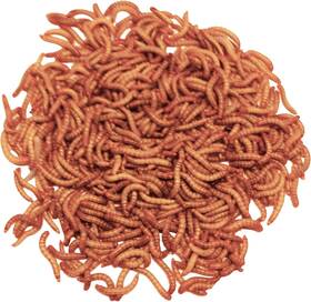 Dbdpet 705353806711 1000 Live Gutloaded Mealworms By Arrival Is Guaranteed