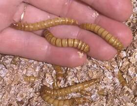 Mw500-1 Deannas Mealworm Farms Diy Breeding Farm Starter Kit Live Worms With Eggs Babies Pupae Beetle