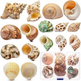 Deauepu 755419475511 Natural Hermit Crab Shells 16pcs 8 Types Opening Size 0.5 Inch -1.6 Seash