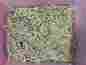 Dirtcheapworms 250 Silkworms Small 1 2 With Food 755838534714