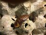 Disco1 Unbranded Large Discoid Roach Feeders Reptile Feeder Live Insects Florida