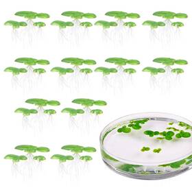 Dong Huang 825665577533 36pcs Mini Fake Duckweed Artificial Floating Plastic Aquarium Simu